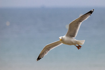 seagull flying on the beach