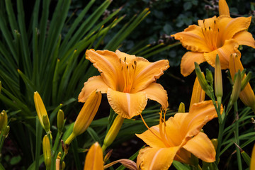 Beautiful Flowers