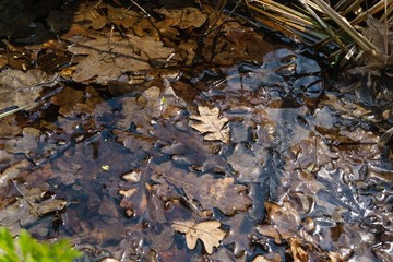 autumn oak leaves in the water