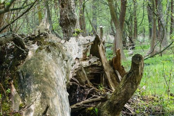 weasel in the forest