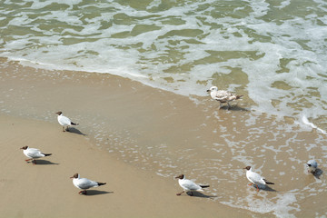 Seagulls portrait against sea shore. Close up view of white bird seagulls  by the beach.