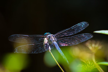 Dragonfly in the Garden