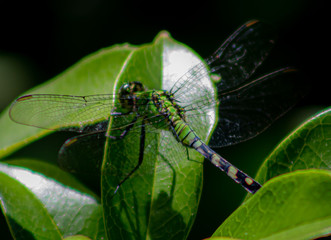 Dragonfly in the Garden