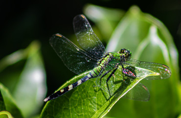 Dragonfly in the Garden