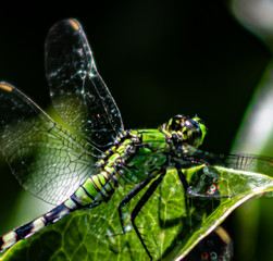 Dragonfly in the Garden
