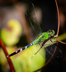 Dragonfly in the Garden