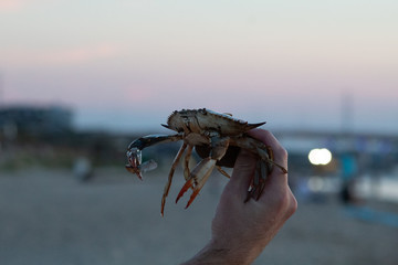 Blue Crab
