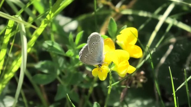 farfalla su fiore