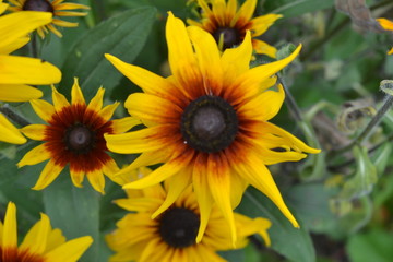 Fototapeta na wymiar Bright yellow flowers rudbeckia in the garden.