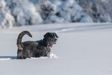 dog in snow 3