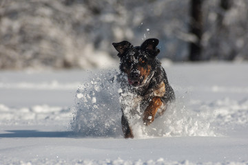 dog in snow 2