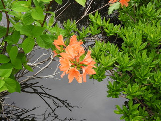 湿原に咲く花・八幡平
