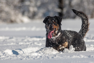 dog in snow 1