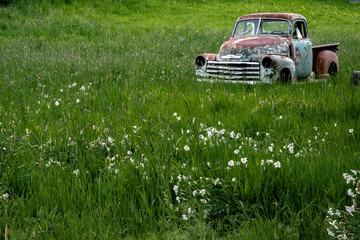 Old Rusty Pickup in a field of White Blossoms