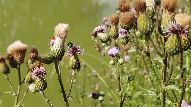 Abeille et autres insectes butinants des chardons au bord d'un &eacute;tang