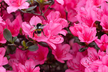 Bumble Bee on Azalea