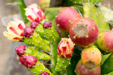 Madeira - Botanischer Garten: Kaktuesfrucht