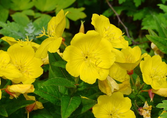 spring yellow flowers with green leaf outdoor nature summer petal blossom cluseup