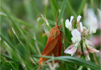 butterfly on a flower