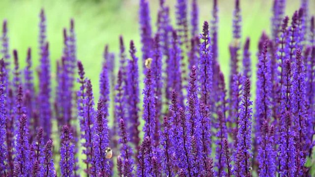 Bees buzzing around and pollinating Purple Salvia flowers in a sunny garden