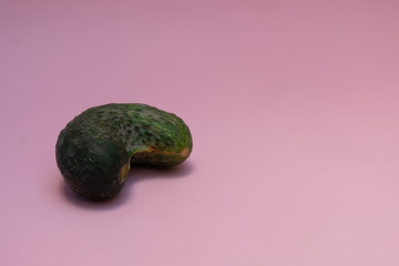 Ugly homegrown cucumber on pink background  with copy space