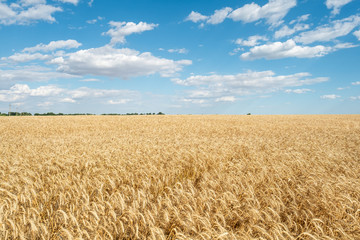 Naklejka premium Wheat field straw golden yellow bright day blue sky clouds agriculture 