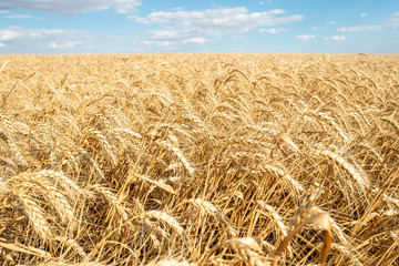 Fototapeta na wymiar Wheat field straw golden yellow bright day blue sky agriculture close up