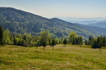 Fototapeta na wymiar Beautiful mountain spring landscape. Green trees on the glade in the Polish mountains.