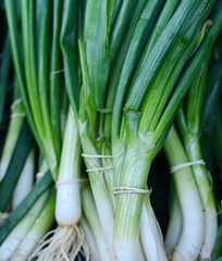 Obraz premium Young onions on the market. Green onion leaves on the market.