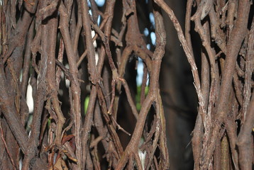 natural tree curtain