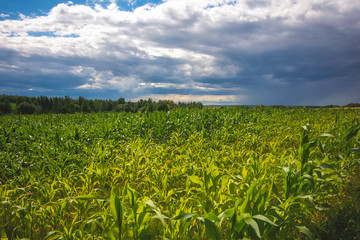 Fototapeta na wymiar Storm clouds over corn fields. Corn field with dark sky.