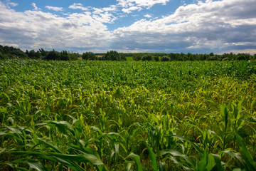 Fototapeta na wymiar Storm clouds over corn fields. Corn field with dark sky.