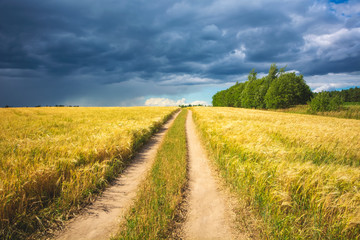 Countryside road through fields with wheat