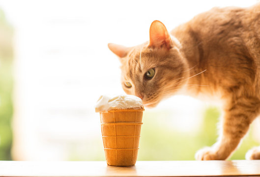 red cat wants to eat ice cream