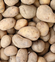 Ripe potatoes on the counter. Background. Close up of Ripe potatoes on the counter market stall. raw vegetables food pattern.