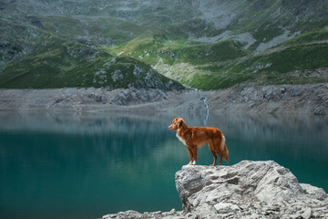 Nova Scotia Duck Tolling Retriever dog on a mountain lake. Travel and hike with a dog
