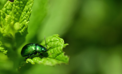 Ein kleiner grüner schillernder Käfer vor grünem Hintergrund auf einem Blatt