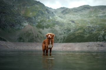 Nova Scotia Duck Tolling Retriever dog on a mountain lake. Travel and hike with a dog