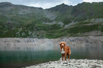 Nova Scotia Duck Tolling Retriever dog on a mountain lake. Travel and hike with a dog