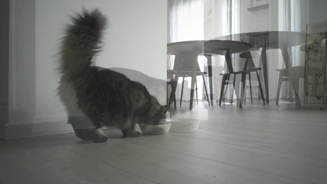 Cute cat walking in the house and eating pet food