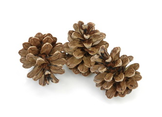 Brown pine cones isolated on white background. 