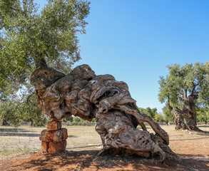 Ancient olive trees in an orchard in Puglia, Italy. 