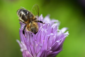 Eine Biene sucht Nahrung in einer lila blüte