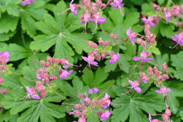 Rock Cranes-Bill, Hardy Geranium, Wild Geranium 'Czakor' (Geranium macrorrhizum)
