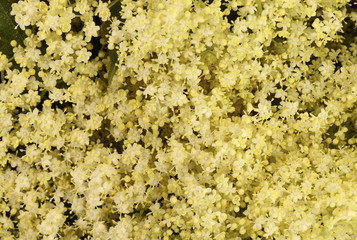 The Elder or Elderberry (Sambucus nigra) flower.