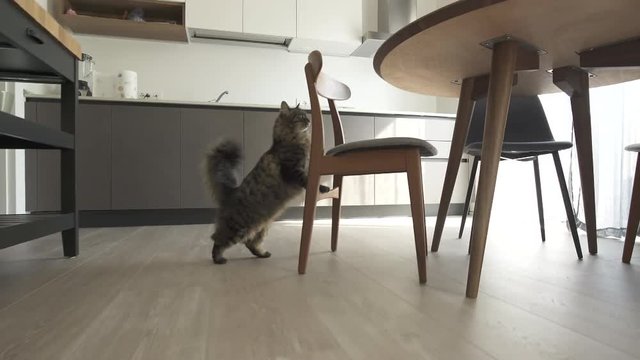 Healthy agile cat eating and lying down at home