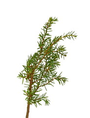 Juniper twig isolated on white background.