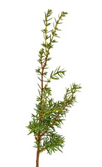 Juniper twig isolated on white background.