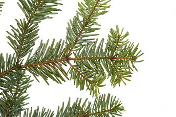Fir tree branch isolated on white background. Pine branch. Christmas background. Twig of Christmas tree, element for decoration of Christmas decor branch of green spruce. Pine branch isolate on white 