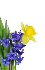 Spring bouquet of flowers isolated on white background. Blue Hyacinth flower bouquet, Hyacinthus orientalis and Yellow daffodil.